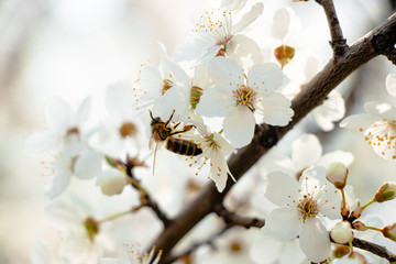 flowering trees, pollination by bees