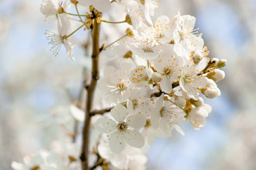 flowering trees, pollination by bees
