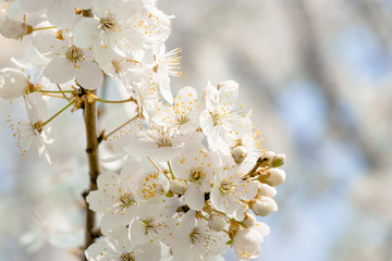 flowering trees, pollination by bees