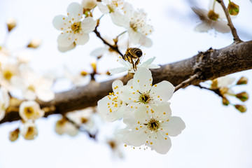 flowering trees, pollination by bees