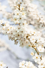 flowering trees, pollination by bees