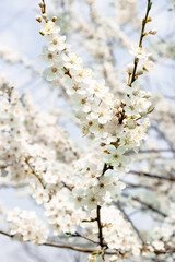 flowering trees, pollination by bees