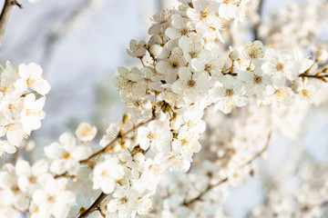 flowering trees, pollination by bees