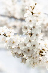 flowering trees, pollination by bees