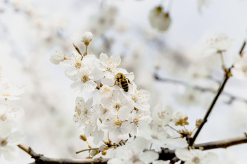 flowering trees, pollination by bees