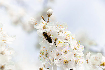 flowering trees, pollination by bees