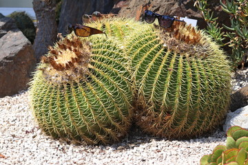 Sunglasses on the cactus, selective focus