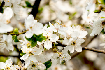 flowering trees, pollination by bees