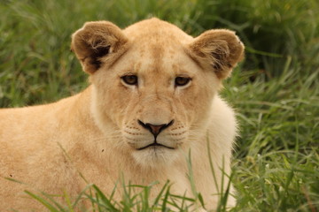 Plakat lion cub in the grass