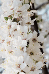 flowering trees, pollination by bees
