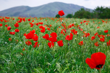 Blooming meadow of red poppies. Beautiful summer landscape with blooming poppies field. Kyrgyzstan Tourism and travel.