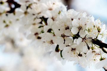 flowering trees, pollination by bees