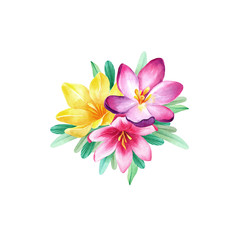Watercolor pink, violet, yellow 
bouquet of crocuses on white backgrond isolated. Nice spring elements for textile, cards, posters and another printed products design. Lovely, colorful, spring flowers