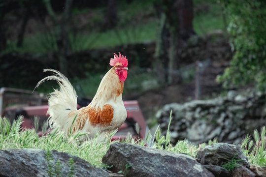 Gallo marron paseando por el campo libre