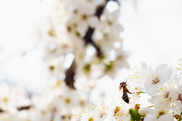 flowering trees, pollination by bees