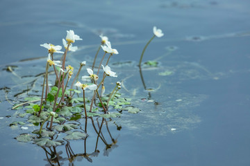 Flores blancas y amarillas flotantes en un lago