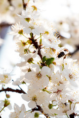 flowering trees, pollination by bees