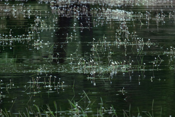 Flores blancas flotantes en un lago