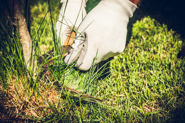 Obraz premium The man mows the grass using a sickle. The concept of working in the garden and caring for the beauty of the garden. 