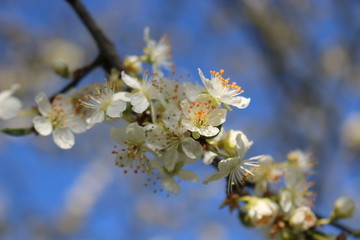 White cherry flowers close-up on a twig against a clear blue sky on a Sunny day.