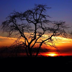 Silhouette Bare Tree Against Sunset