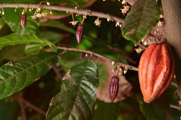 Growing cacao pods on tree