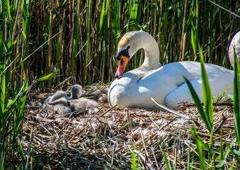 Swan and Cygnets Nesting