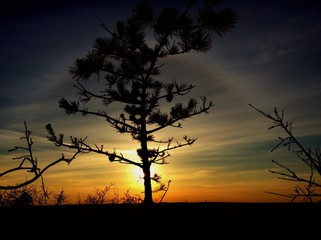 Silhouette Tree On Field Against Sky During Sunset