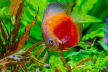 floating discus in an aquarium with stones
