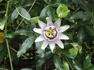 Flor de la pasión