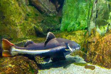 shark catfish in an aquarium with stones