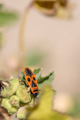 the struggles daily in search of sustenance for a laboriousred stink bug