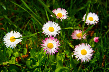 Fototapeta premium Flowering of daisies. Oxeye daisy, Leucanthemum vulgare, Daisies, Dox-eye, Dog daisy,Moon daisy. Gardening concept