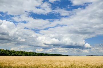 Fototapeta premium Landscape with a field of wheat, trees and clouds in the blue sky.