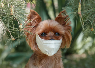 Naklejka premium Coronavirus Dog in Medical Protective Mask isolated.Small puppy York walks in a respirator and is sad because of the virus against the background of nature