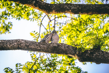 Pair of Pigeons on a branch of a tree