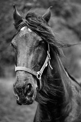 black horse in black and white