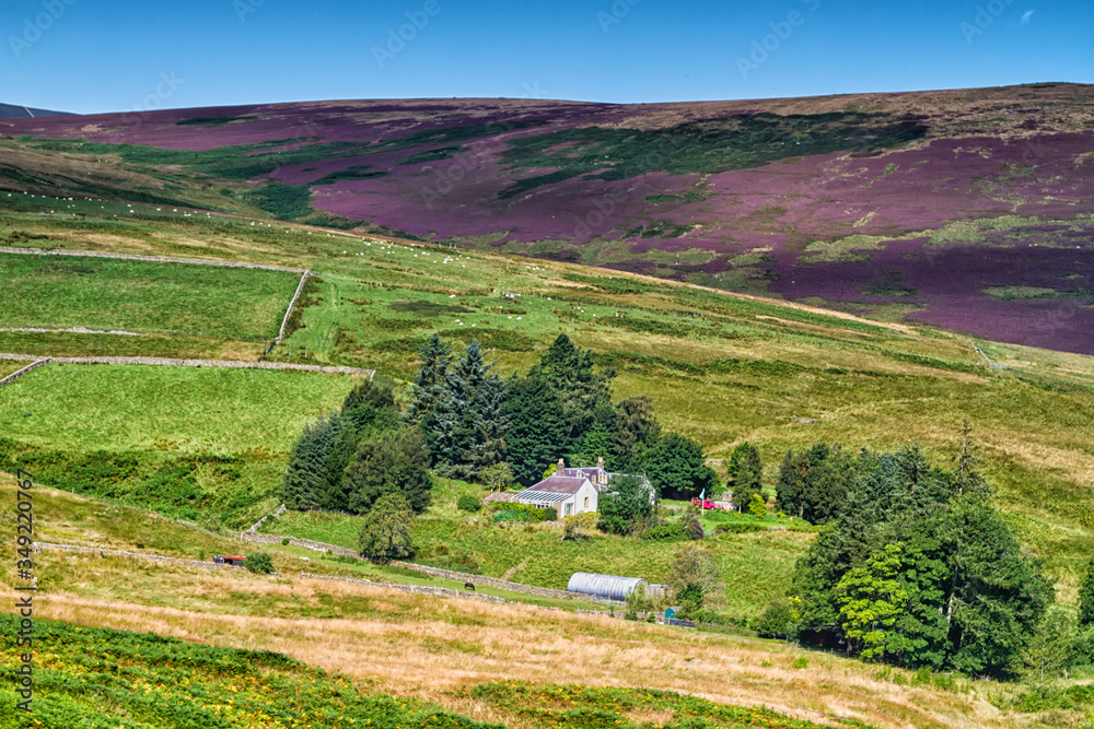 Wall mural rolling green farm fields under a calm blue sky. colorful panorama over the meadows of sheep farmlan