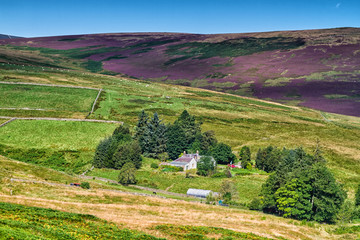 Rolling green farm fields under a calm blue sky. Colorful panorama over the meadows of sheep farmland of Scotish valley in Scotland, United Kingdom © Milosz Maslanka