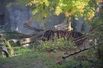 Spectacled bear (Tremarctos ornatus)