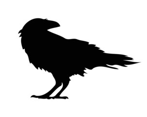 vector crow illustration drawing image