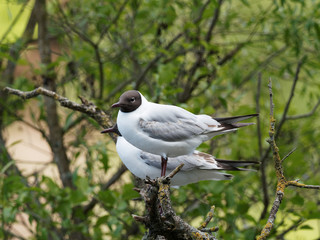 Obraz premium Two Black-headed Gulls (Chroicocephalus ridibundus) stood together on a branch overlooking Newmiller Dam, In Wakefield, West Yorkshire.