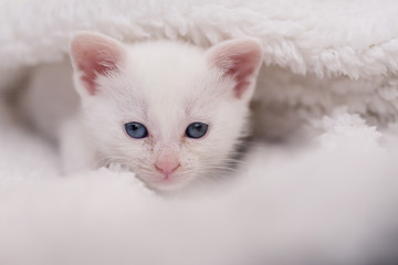 GATOS CON MENOS DE UN MES