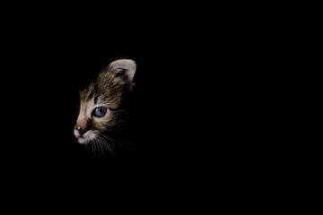 GATOS CON MENOS DE UN MES
