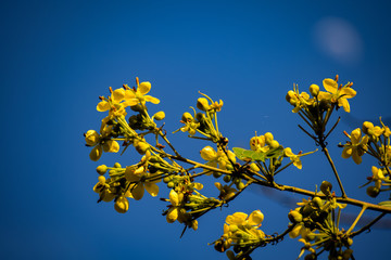 shot of bright yellow flower in the glow of sunlight