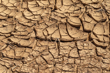 Cracked Earth. Concept: Cracks on surface of earth change as result of shrinkage of dirt due to arid conditions of terrain, global warming, ecology. Deadly drought. Tree growing on cracked ground