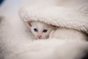 GATOS CON MENOS DE UN MES