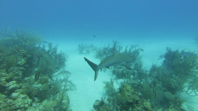 Shark swimming along fish over coral reef on ocean floor during day - Great Blue Hole, Belize