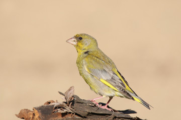 European greenfinch turning sideways on a branch