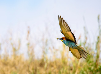 European bee-eater. Merops apiaster